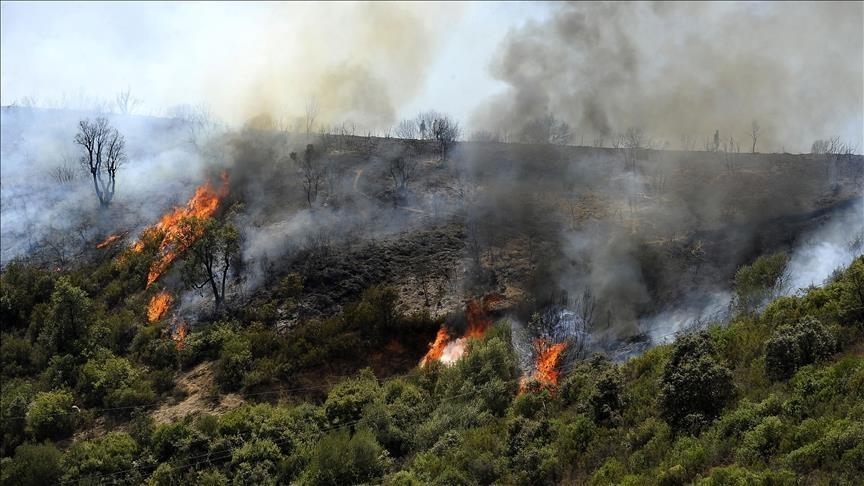 الجزائر تعلن السيطرة على كل حرائق الغابات