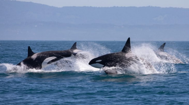 حيتان الأوركا القاتلة تنفذ هجوما نادرا على الحوت الأزرق- (فيديو)