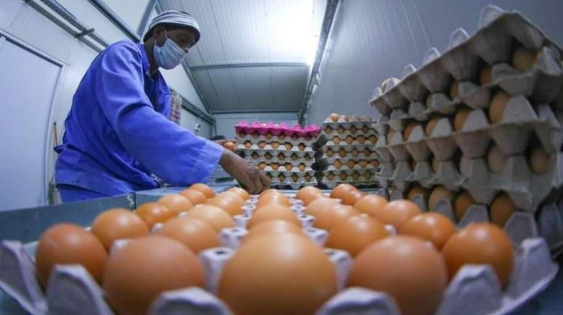 الأسواق المركزية تعلن عن بيع بيض المائدة المحلي في بغداد وبأسعار تنافسية