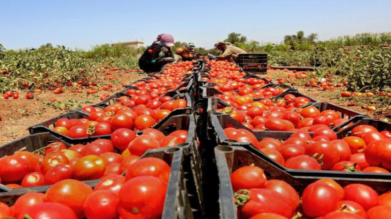 الاحتلال استورد 700 طن طماطم من تركيا و500 من الأردن الأسبوع الماضي