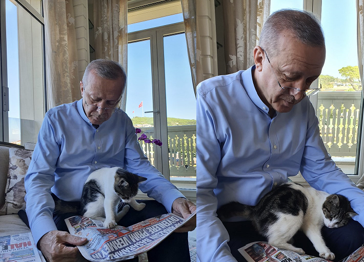 أردوغان يطالع الصحف مع قطة حفيدته! (صور)