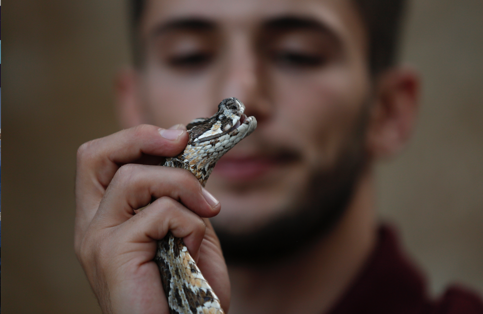 شاب فلسطيني يربي أثقل وأخطر الثعابين داخل منزله في مشهد خارج عن المألوف
