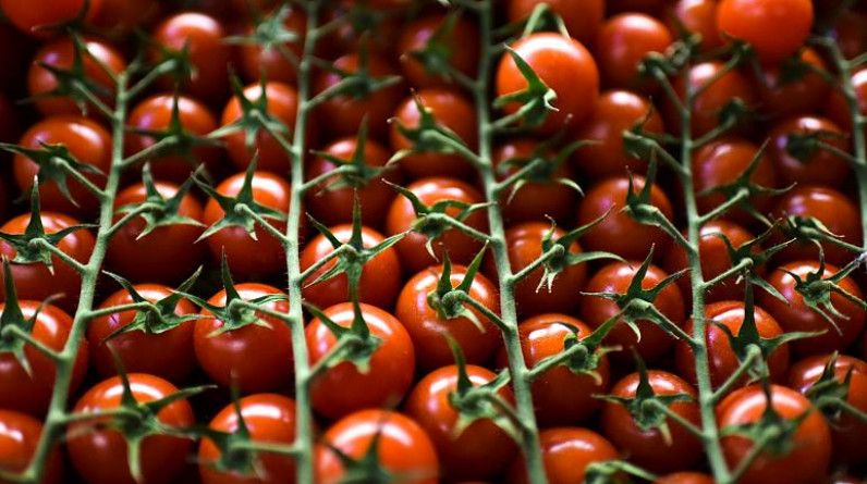 علماء يطورون طماطم معدلة وراثيا لتصبح مصدرا لفيتامين (د) للنباتيين