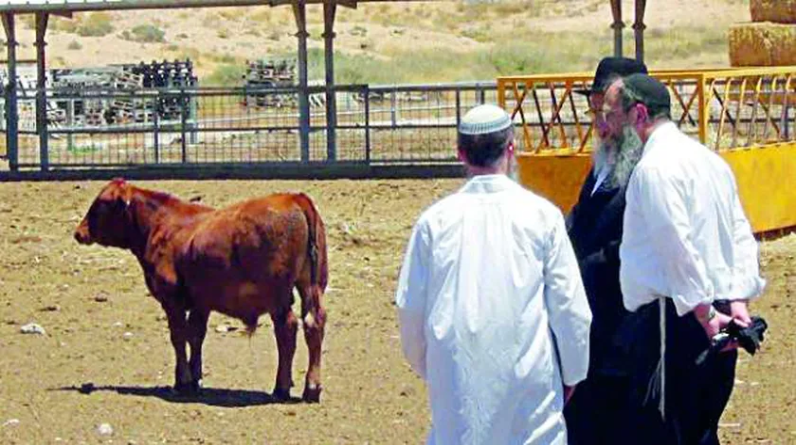د. مصطفى يوسف اللداوي يكتب: البقرات الإسرائيلية الحمراء تقود عجول حكومتهم الحمقاء